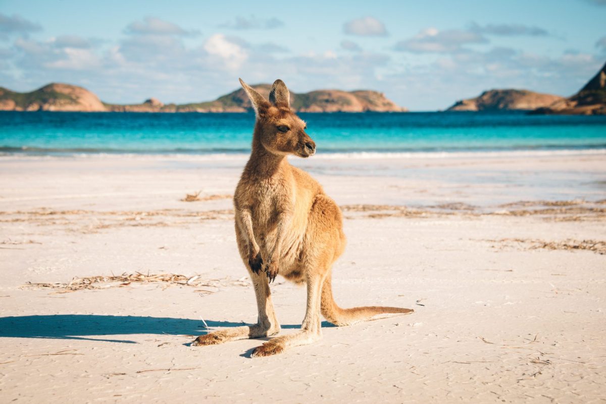 a Austrália espera por você, conheça os principais tipos de vistos para a Austrália e escolha o melhor para você!