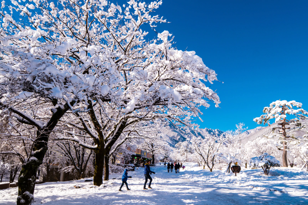 Árvores de neve sob um céu azul. Fazer intercâmbio em Seul.